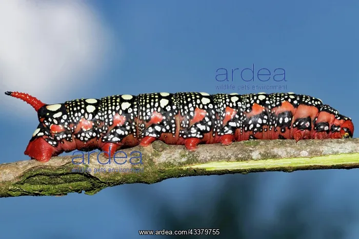 : Spurge hawk moth red caterpillar sitting on branch : Spurge hawk moth red caterpillar sitting on branch
