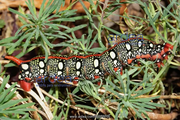 : Spurge hawk moth red caterpillar sitting on green : Spurge hawk moth red caterpillar sitting on green