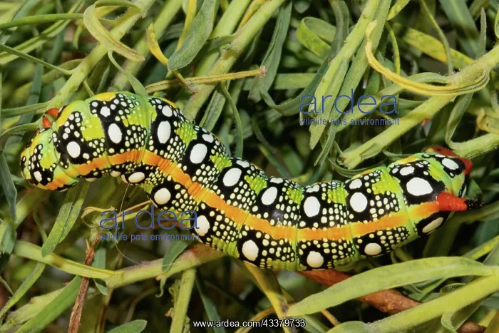 : Spurge hawk moth yellow caterpillar sitting on green : Spurge hawk moth yellow caterpillar sitting on green