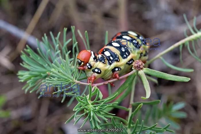 : Spurge Hawkmoth caterpillar feeding on Spurge plant : Spurge Hawkmoth caterpillar feeding on Spurge plant