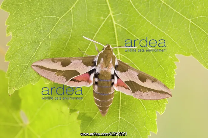: Spurge Hawkmoth - resting on leaf : Spurge Hawkmoth - resting on leaf