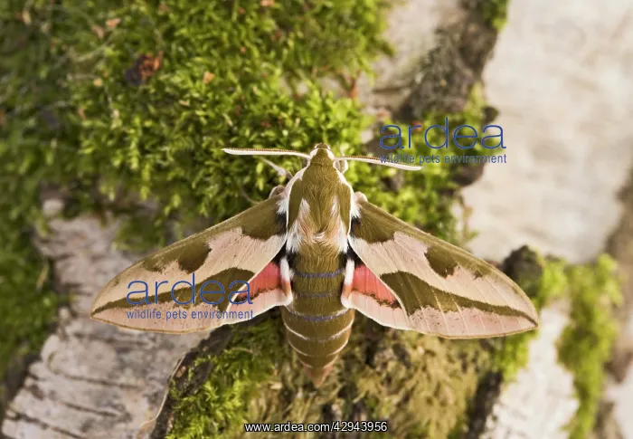 : Spurge Hawkmoth - resting on trunk : Spurge Hawkmoth - resting on trunk