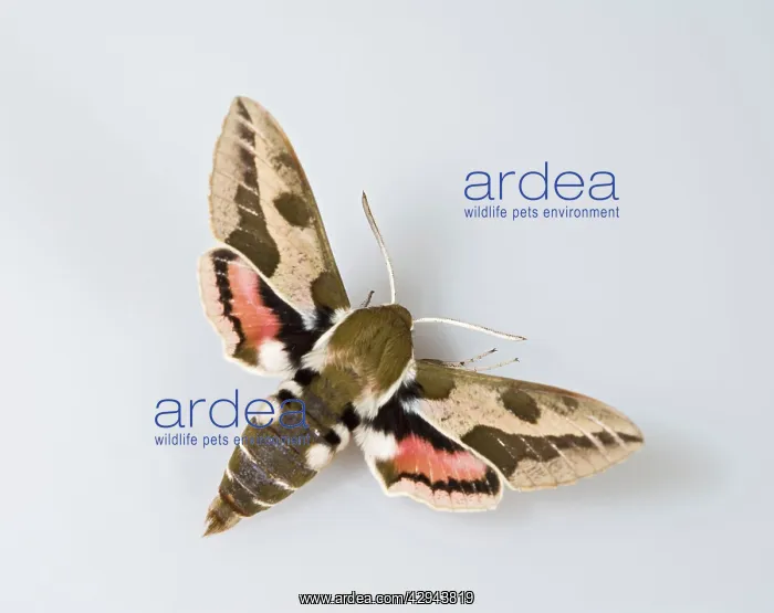 : Spurge Hawkmoth - white background : Spurge Hawkmoth - white background