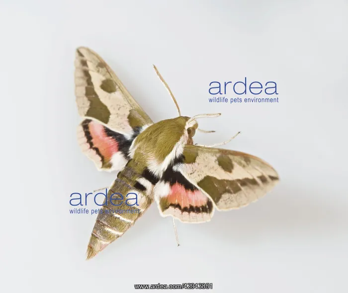 : Spurge Hawkmoth - white background : Spurge Hawkmoth - white background