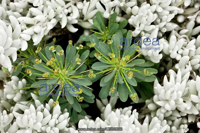 : A Spurge among the leaves of the succulent Senecio : A Spurge among the leaves of the succulent Senecio
