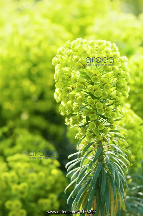: Spurge, Mediterranean spurge, Euphorbia characias wulfenii : Spurge, Mediterranean spurge, Euphorbia characias wulfenii