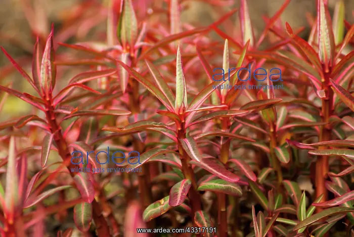 : Spurge, Sikkim Spurge, Euphorbia sikkimensis, A : Spurge, Sikkim Spurge, Euphorbia sikkimensis, A