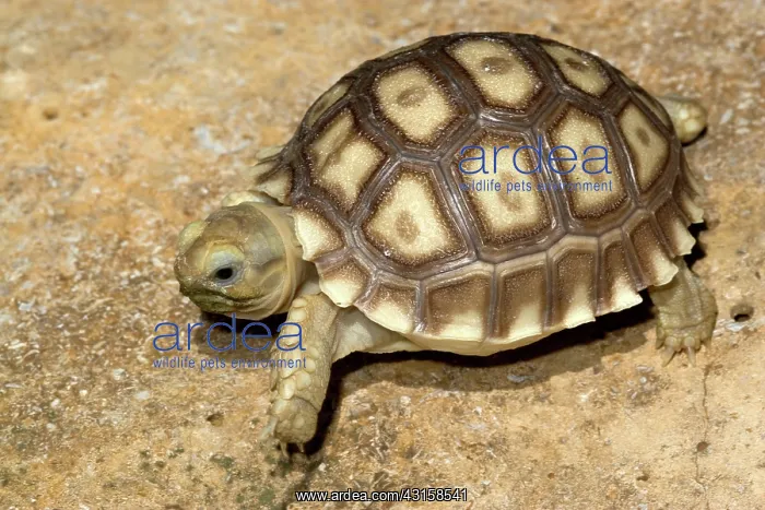 : Spurred Tortoise (Geochelone sulcata) : Spurred Tortoise (Geochelone sulcata)
