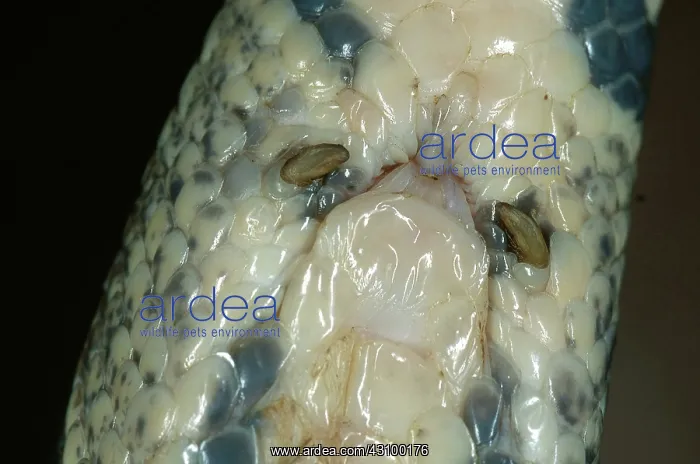 : Spurs on Python : Spurs on Python