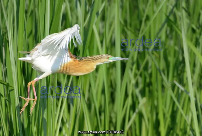  : Squacco (Ardeola ralloides) in flight, Danube Delta