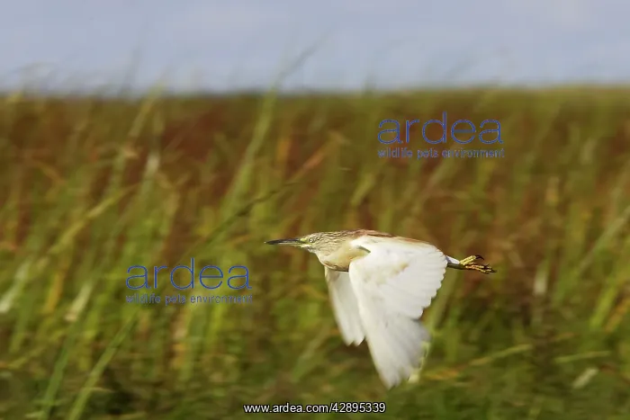 : Squacco Heron : Squacco Heron