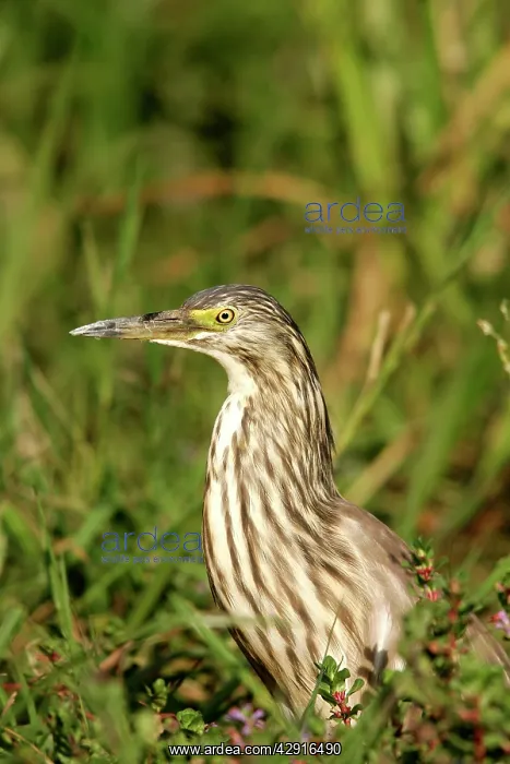 : Squacco Heron : Squacco Heron
