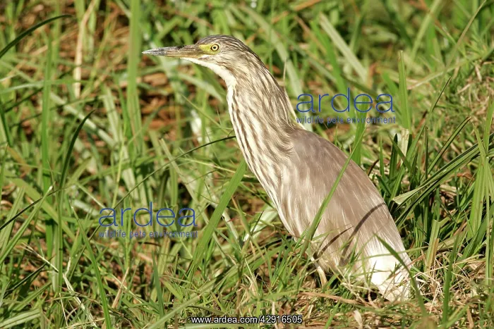 : Squacco Heron : Squacco Heron
