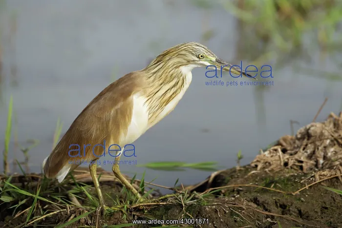 : Squacco Heron : Squacco Heron