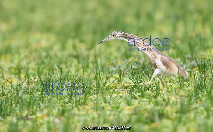 : Squacco Heron : Squacco Heron