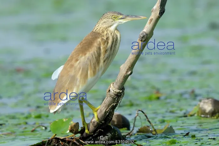 : Squacco Heron : Squacco Heron