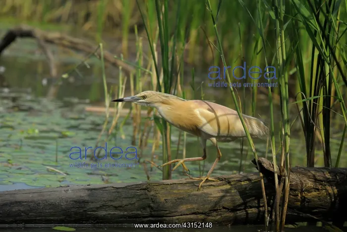 : Squacco Heron : Squacco Heron