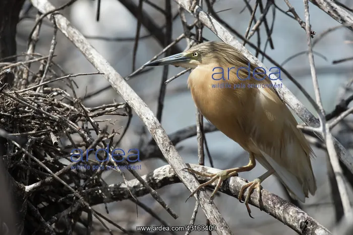 : Squacco Heron : Squacco Heron