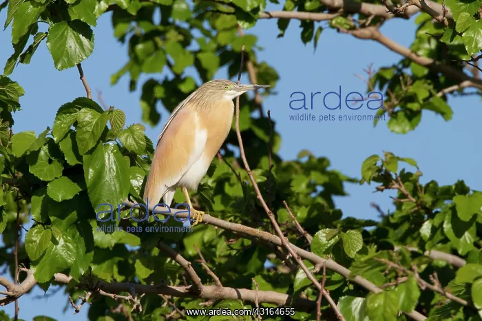 : Squacco Heron : Squacco Heron