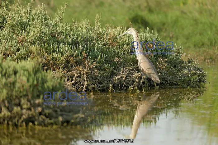 : Squacco Heron : Squacco Heron