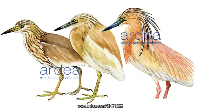 : Squacco Heron : Squacco Heron