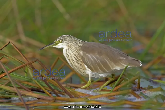 : Squacco Heron : Squacco Heron