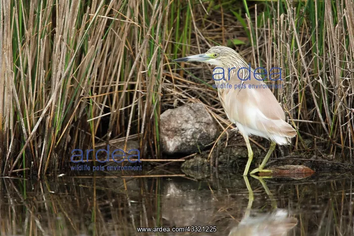 : Squacco Heron : Squacco Heron