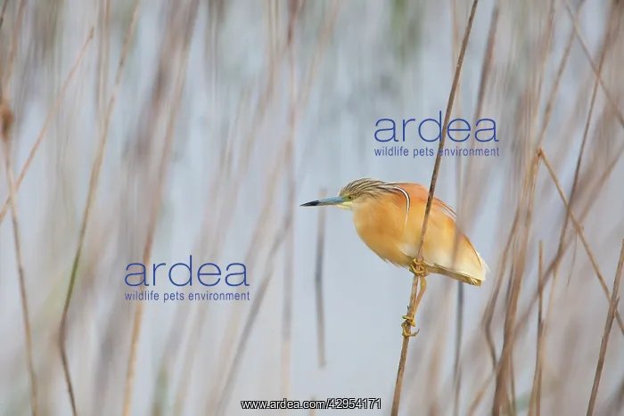 : Squacco Heron - adult hunting among reeds : Squacco Heron - adult hunting among reeds
