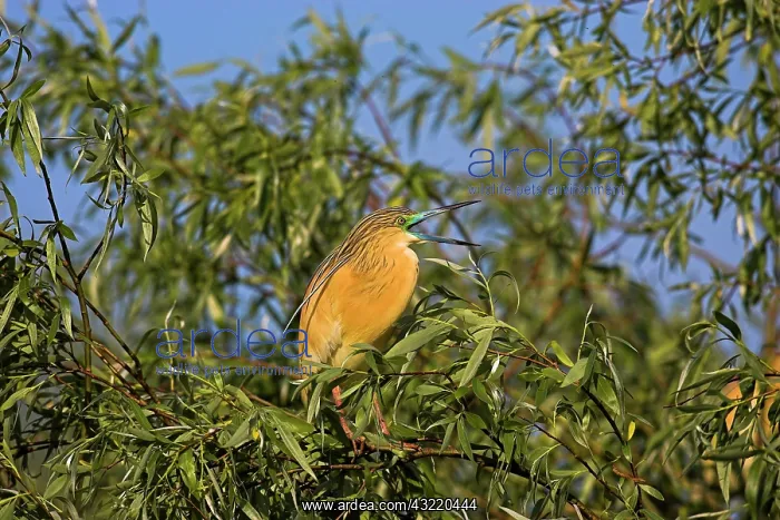 : Squacco Heron (Ardeola ralloides) in the : Squacco Heron (Ardeola ralloides) in the