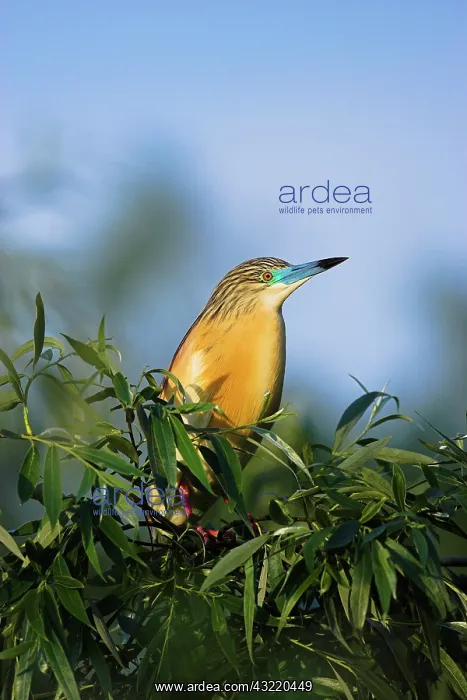 : Squacco Heron (Ardeola ralloides) in the : Squacco Heron (Ardeola ralloides) in the