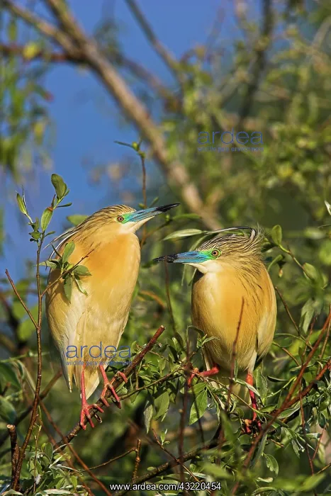 : Squacco Heron (Ardeola ralloides) in the : Squacco Heron (Ardeola ralloides) in the