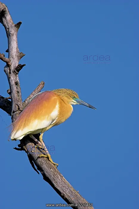 : Squacco Heron (Ardeola ralloides) in the : Squacco Heron (Ardeola ralloides) in the