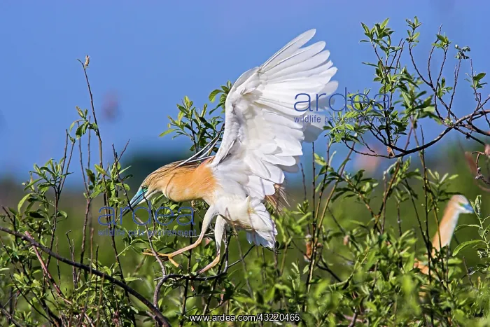 : Squacco Heron (Ardeola ralloides) in the : Squacco Heron (Ardeola ralloides) in the