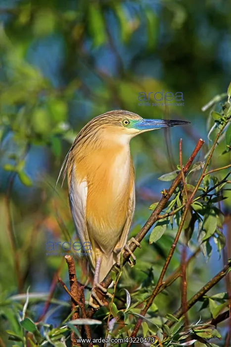 : Squacco Heron (Ardeola ralloides) in the : Squacco Heron (Ardeola ralloides) in the
