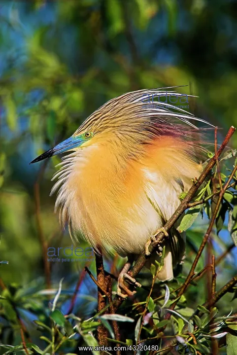 : Squacco Heron (Ardeola ralloides) in the : Squacco Heron (Ardeola ralloides) in the