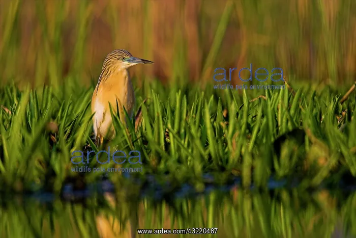 : Squacco Heron (Ardeola ralloides) in the : Squacco Heron (Ardeola ralloides) in the