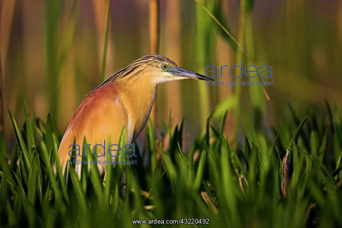 : Squacco Heron (Ardeola ralloides) in the : Squacco Heron (Ardeola ralloides) in the