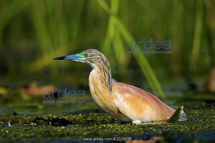 : Squacco Heron (Ardeola ralloides) in the : Squacco Heron (Ardeola ralloides) in the