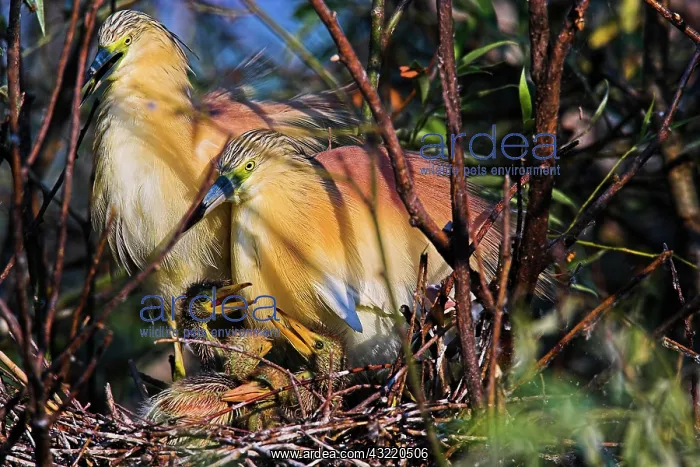 : Squacco Heron (Ardeola ralloides) in the : Squacco Heron (Ardeola ralloides) in the
