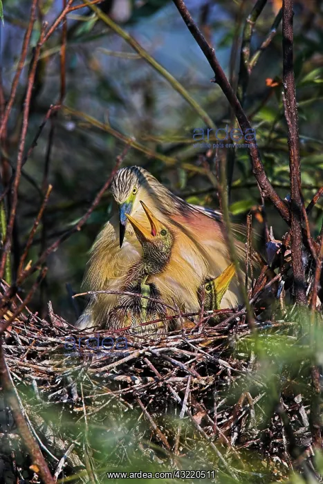: Squacco Heron (Ardeola ralloides) in the : Squacco Heron (Ardeola ralloides) in the