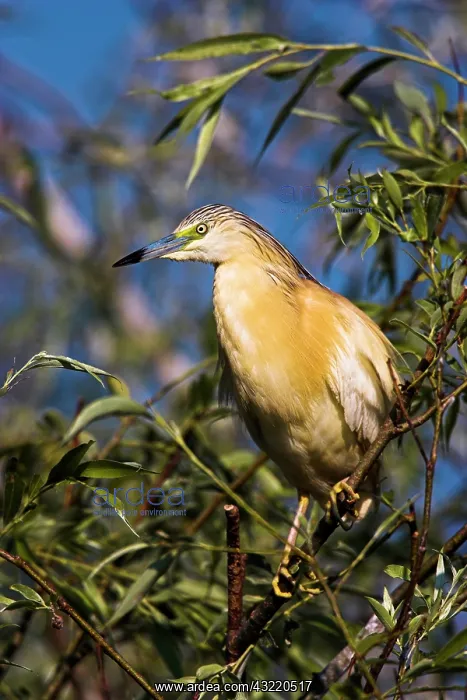 : Squacco Heron (Ardeola ralloides) in the : Squacco Heron (Ardeola ralloides) in the