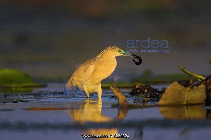 : Squacco Heron (Ardeola ralloides) in the : Squacco Heron (Ardeola ralloides) in the