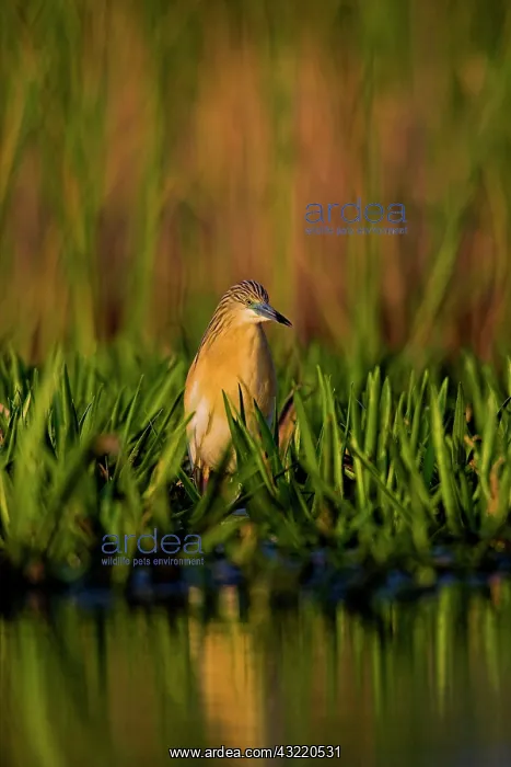 : Squacco Heron (Ardeola ralloides) in the : Squacco Heron (Ardeola ralloides) in the