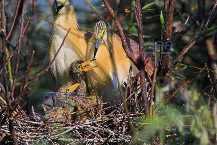 : Squacco Heron (Ardeola ralloides) in the : Squacco Heron (Ardeola ralloides) in the