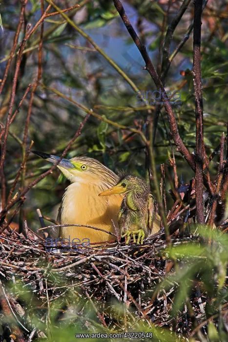 : Squacco Heron (Ardeola ralloides) in the : Squacco Heron (Ardeola ralloides) in the
