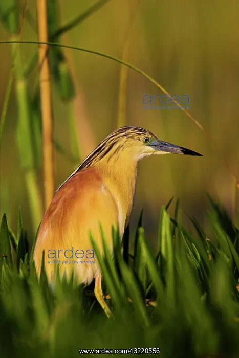 : Squacco Heron (Ardeola ralloides) in the : Squacco Heron (Ardeola ralloides) in the