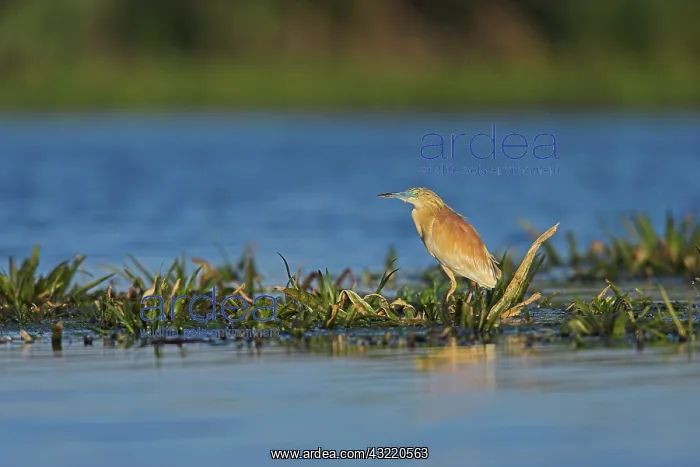 : Squacco Heron (Ardeola ralloides) in the : Squacco Heron (Ardeola ralloides) in the