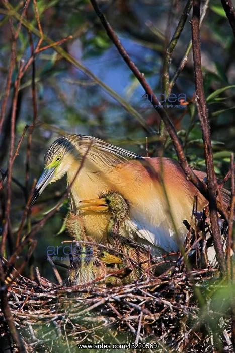 : Squacco Heron (Ardeola ralloides) in the : Squacco Heron (Ardeola ralloides) in the