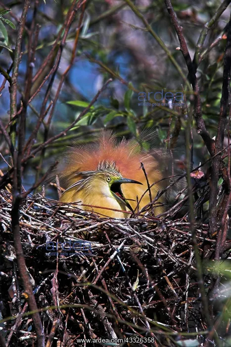  : Squacco Heron (Ardeola ralloides) in the