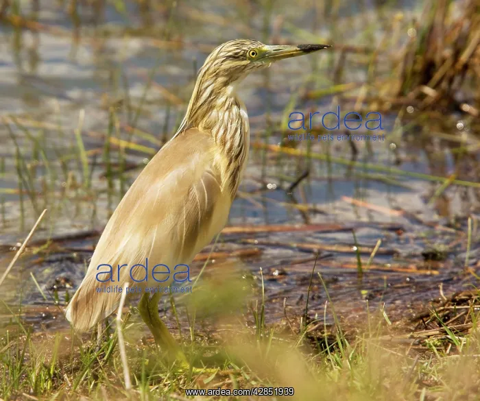 : Squacco Heron (Ardeola ralloides) in breeding plumage : Squacco Heron (Ardeola ralloides) in breeding plumage